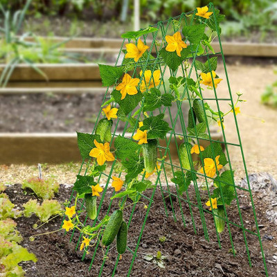 AK ICONIC FASHION Cucumber Seed(30 per packet)
