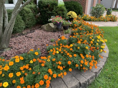 jkfarm Marigold Flower, Genda Phool Seed(20 per packet)