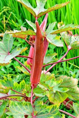 wequality exotic red lady finger seeds/ladies finger seeds 61 Seed(61 per packet)