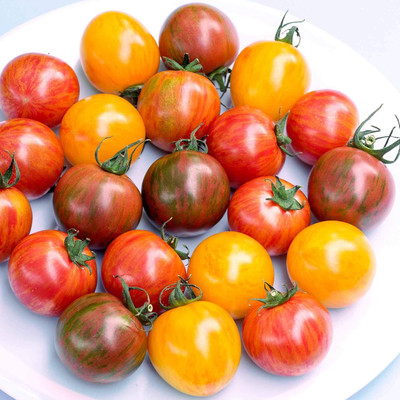 Biosnyg Fast Growing Bumble Bee Mix Tomato Summer Seeds For Planting - (4000 Seeds) Seed(4000 per packet)