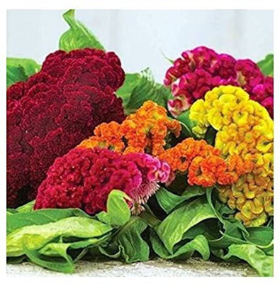MAA Cockscomb Seed(90 per packet)