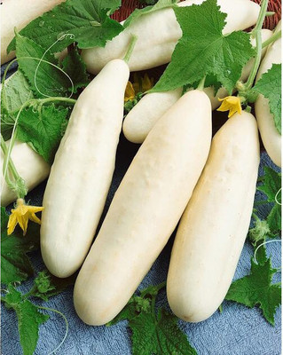 Quentova White Wonder Cucumber Seeds-LXI-10J Seed(200 per packet)