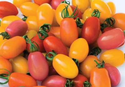 KNESSiN Rainbow Tomato Mix Fruit-{800 Seeds} Seed(800 per packet)