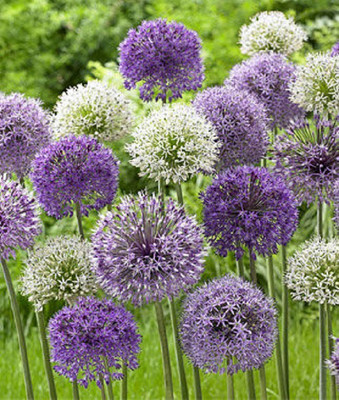 CYBEXIS Allium giganteum400 Seeds Seed(400 per packet)