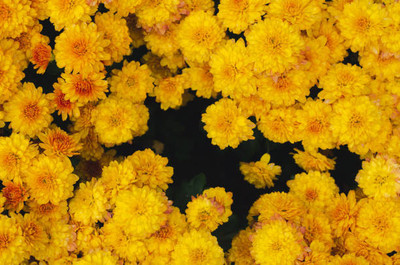 XOVO marigold/gende ka phool flower seeds Seed(50 per packet)