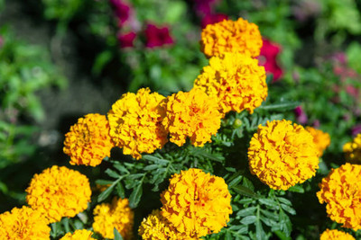 Ilyas marigold/gende ka phool flower seeds Seed(50 per packet)
