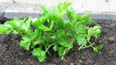CYBEXIS HUA-48 - Chinese Celery - (250 Seeds) Seed(250 per packet)
