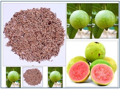 ActrovaX Sweet Amrut Fruit - Giant Guava Fruit - Dwarf Plant Fruit [100 Seeds] Seed(100 per packet)