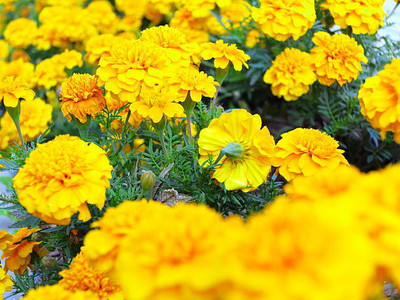 VERDOR marigold,gende ka phool seeds Seed(22 per packet)