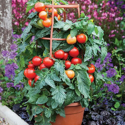 XOLDA Tomato vegetable Seed(26 per packet)
