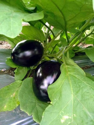 ENINE Round Purple Brinjal Bengan F1 Hybrid Beej 250 Seeds GG49 Seed(250 per packet)