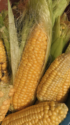 Avysa maize Seed(300 per packet)