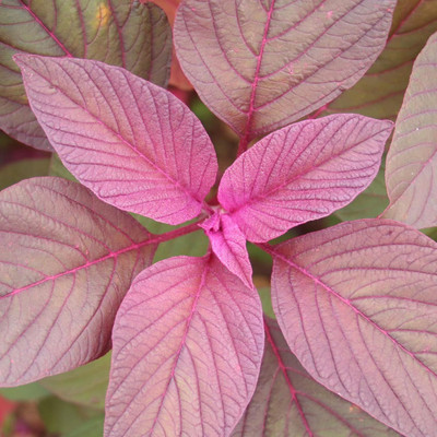 Qualtivate NBIR-582 Hybrid RED Amaranthus Seed(500 per packet)