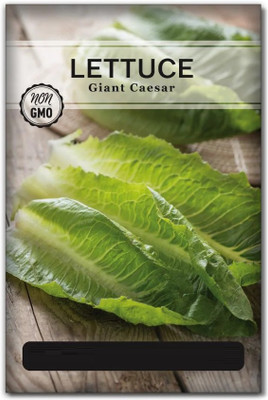 Quentova Giant Caesar Lettuce 0.5gm Seed(400 per packet)