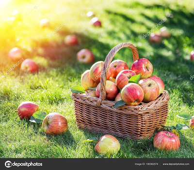 KANAYA Apple Seed(14 per packet)