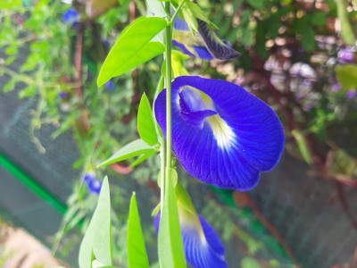 SBGARDEN Aparajita Seed(19 per packet)