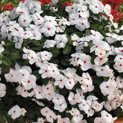 Pbevergreen Vinca Nana Rosa Mix Sadabahar Flower Seed(90 per packet)