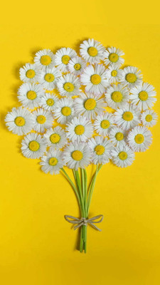 XOLDA Exotic daisy white Seed(27 per packet)