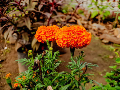everlite marigold/gende ka phool flower seeds Seed(50 per packet)