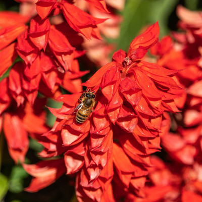 Qualtivate HYB-3A Sage Scarlet Seed Seed(100 per packet)