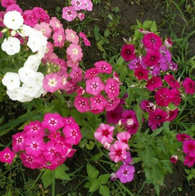 CEZIUS PHLOX FLOWER MIX Seed(100 per packet)