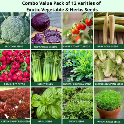 CYBEXIS 12 VarietiesVegetables Herbs Combo(1365 Seeds) Seed(10 g)