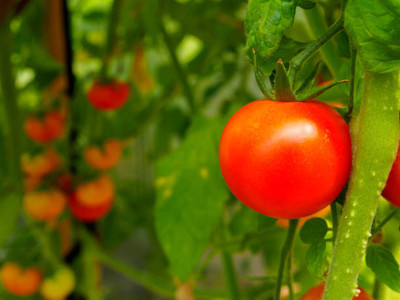 BASF tomato Seed(130 per packet)
