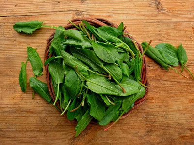 WILLVINE XL-365 Large Leaf Sorrel Seeds Seed(500 per packet)