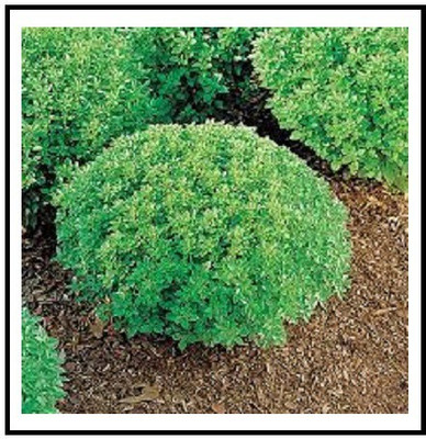 WILLVINE GUA-5 Dwarf Fine Bush Basil Minette Seed(2000 per packet)