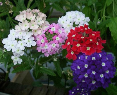 Flipkart SmartBuy Exotic Verbena Flower Mix Seed(25 per packet)