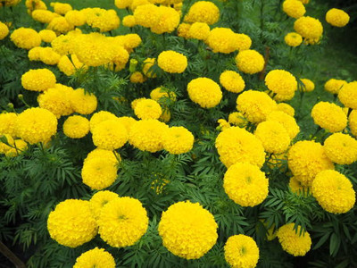 True Elements marigold/gende ka phool flower seeds Seed(50 per packet)