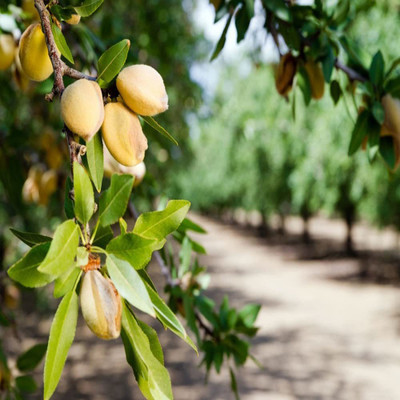 VibeX NBIR-93 - Terminalia bellirica/Almond Tree Baheda - (30 Seeds) Seed(30 per packet)