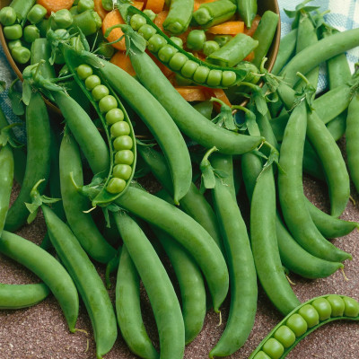 MYLAWN Pea (Organic) - Green Arrow Seed(1000 per packet)