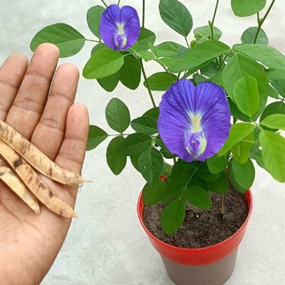 SREE Aparajita Double Mixed Seeds All Color, Butterfly Pea Seeds, Clitoria Ternatea Seed(35 per packet)