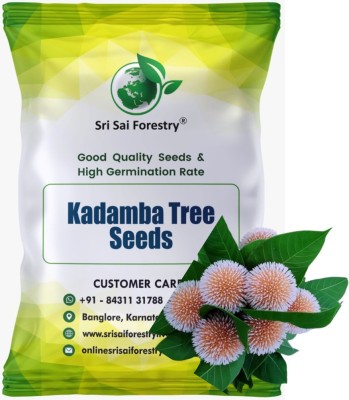 SRI SAI FORESTRY Kadamba, Satabisha Nakshatra, Aquarius Kumbha Rashi Tree Seed(100 per packet)