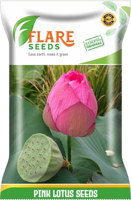 FLARE SEEDS PINK LOTUS Seed(10 per packet)