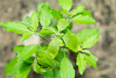 Pbevergreen Tulsi Seeds For Planting Seed(220 per packet)
