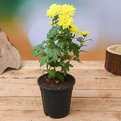 Qualtivate VXI-414 Shevanti, Chrysanthemum Yellow Seeds Seed(25 per packet)