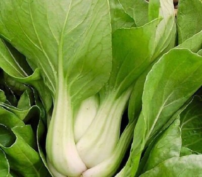 Quentova Pak choi ( Chinese cabbage )-PALLAV-5I Seed(250 per packet)