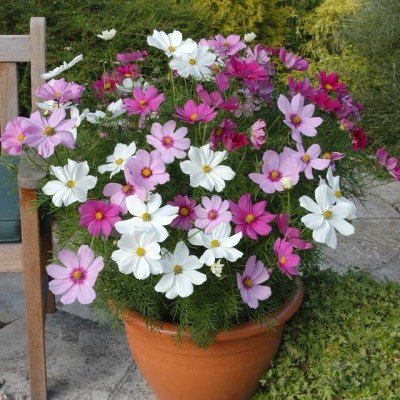 Aywal Cosmos Bipinnatus, Garden Cosmos, Mexican Aster, Cosmos Seed(1 g)