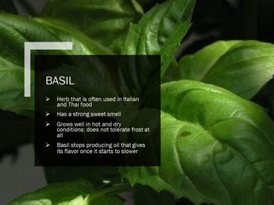 CYBEXIS F1 BASIL SEEDS(250 Seeds) Seed(250 per packet)