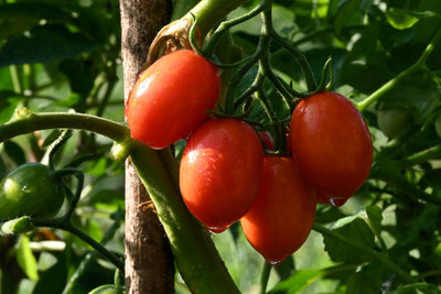 salven tomato Seed(65 per packet)