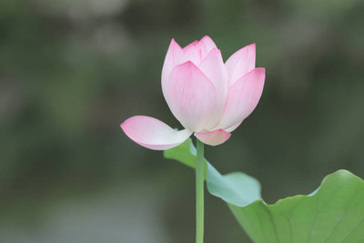 everlite lotus,kamal seeds Seed(15 per packet)