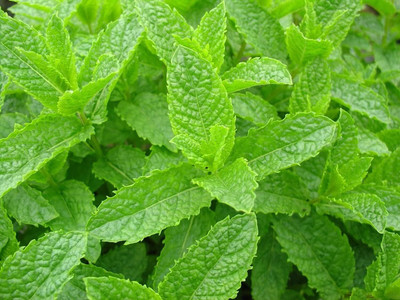 Qualtivate RES-4A Spearmint (Mentha spicata) Seed(200 per packet)