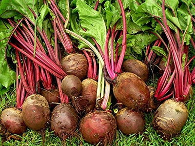 LPR CHUKANDAR,,BEETROOT Seed(30 per packet)