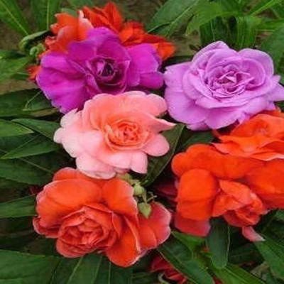 Aywal Balsam Double Mixed Flower Seed(10 per packet)
