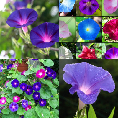 ibains Morning glory seeds all colour 10 Seed(10 per packet)