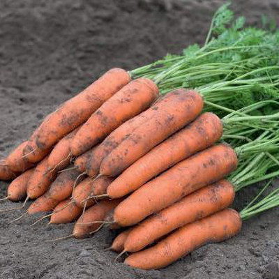 GOLU Carrot Seeds, Gajar Seeds Seed(250 per packet)