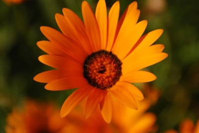 Qualtivate XLR-66 African Daisy Seeds - Orange Seed(50 per packet)