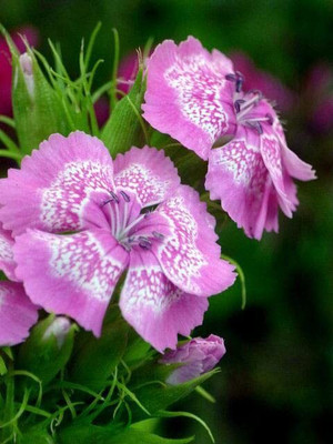 Lorvox SWEET WILLIAM FLOWER Seed(70 per packet)